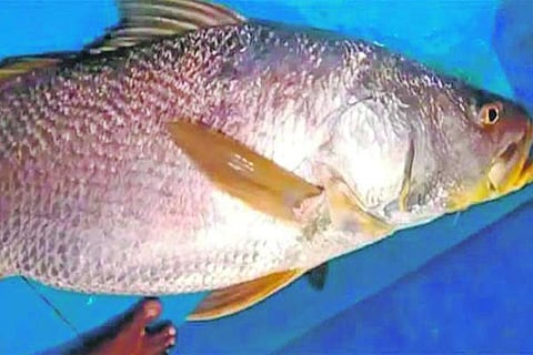 Fish