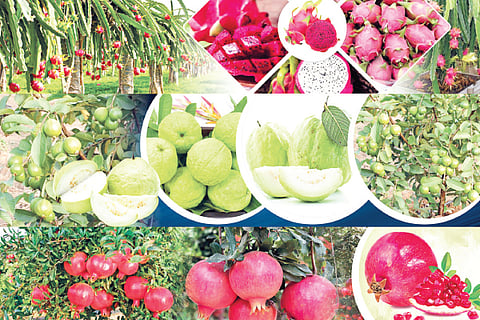 Fruits MM