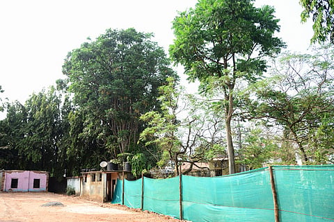 Green Tree Story