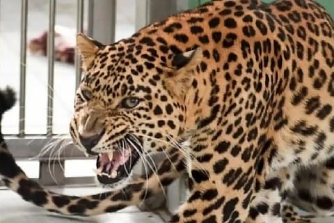 Leapord