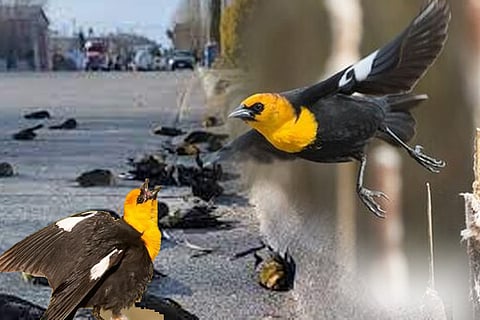 birds