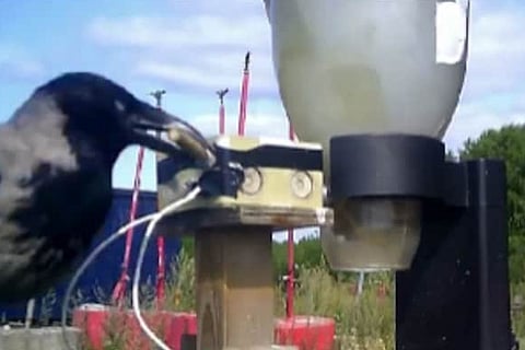 crow