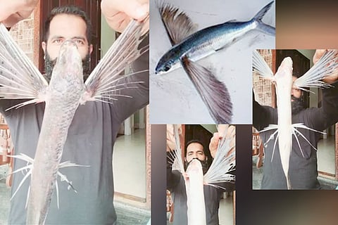 flying fish