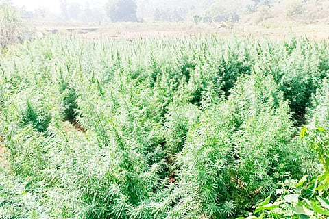 photo tgl 2(02.02.2022) ganja crop