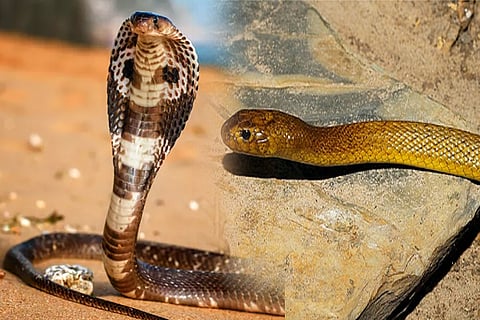 snake