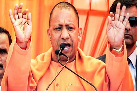yogi