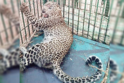 080322 Femail Leopard in Bone