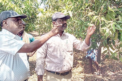 180322 Horticulture Department Officer who watches the mango crop Koppal