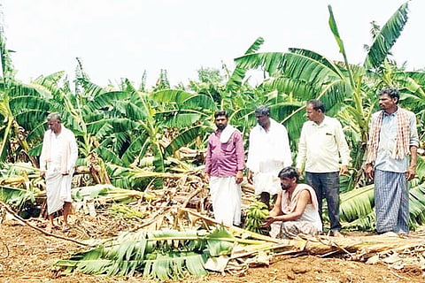 290322 Hadagali banana Crop Falldown
