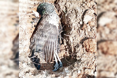 310322 Kotturu Peacock Death