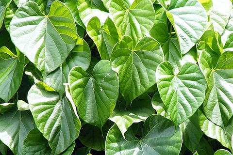 Amruthaballi