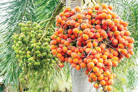 Areca