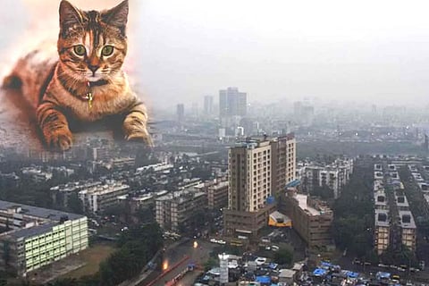 Cat