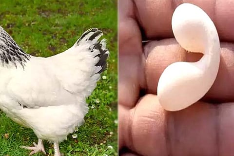 Egg