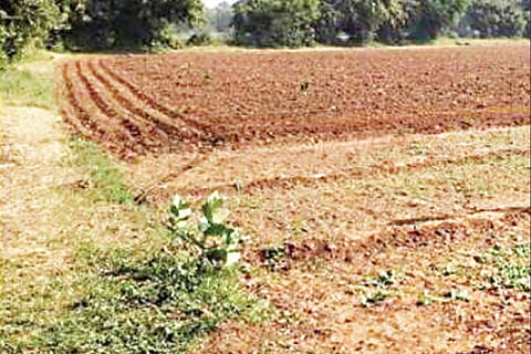 Farmer