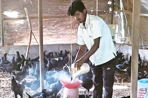 Kadaknath