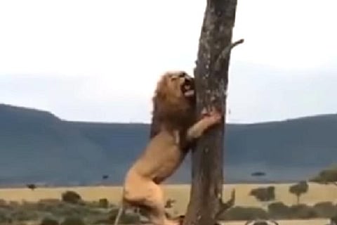 Loin
