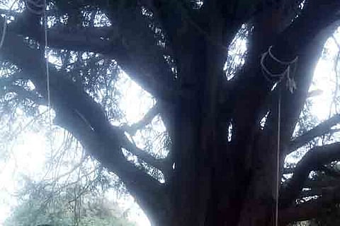 Tree