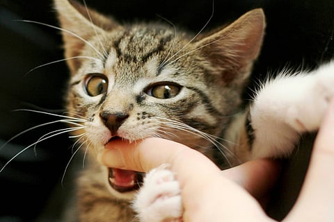 cat