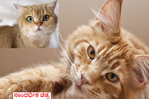 cat