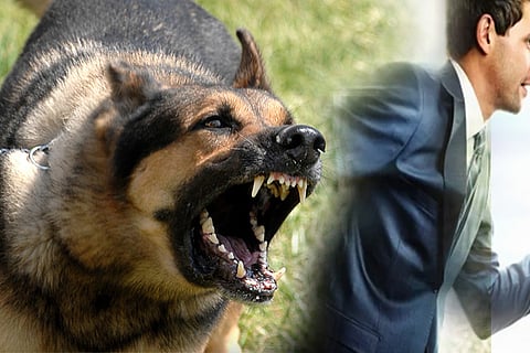 dog