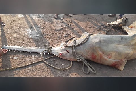 fish pic