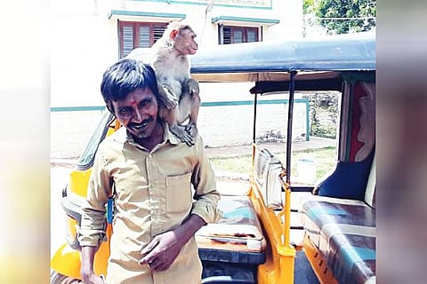 hosur monkey