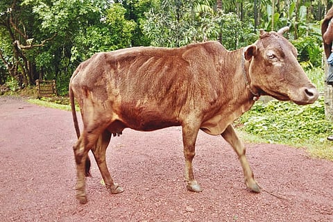 malenadu gidda kowle cow