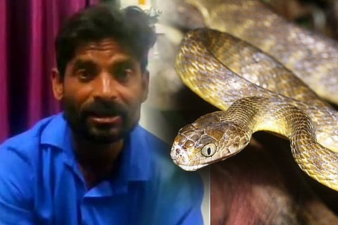 snake