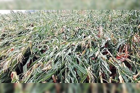 220422 Kampli Surrounding Crop Loss