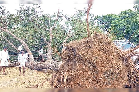 290422 Siddapura Rain Effect Tree fall