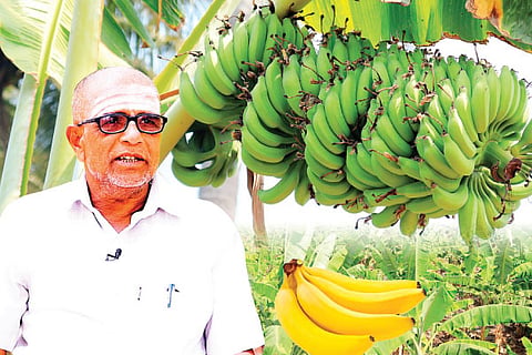 Banana