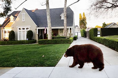 Bear