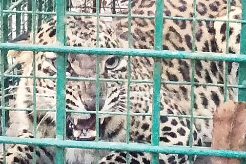 Cheeta