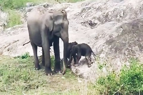 Elephant