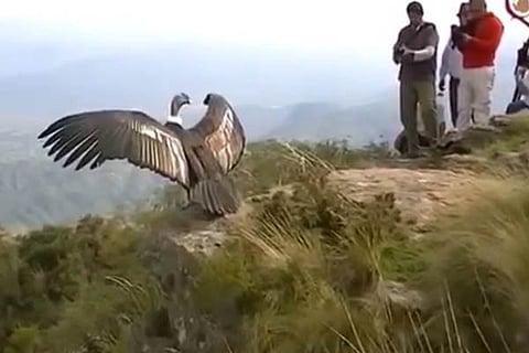 Jatayu