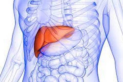 Liver