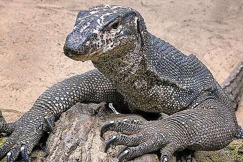 Lizord