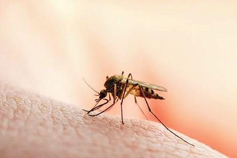 Malaria