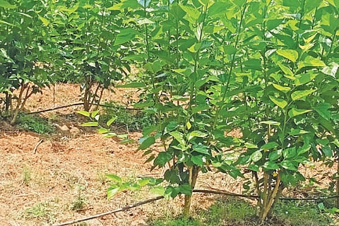 Mandya Storyy
