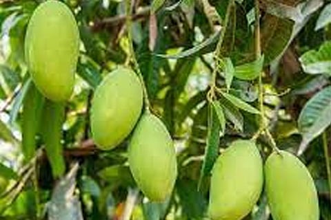 Mango