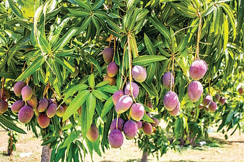 Mango