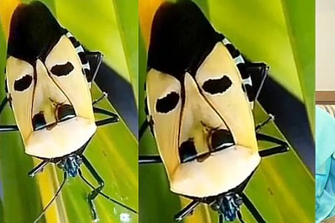 Man Faced Bug