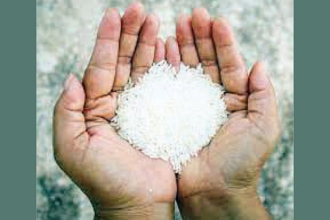 Rice