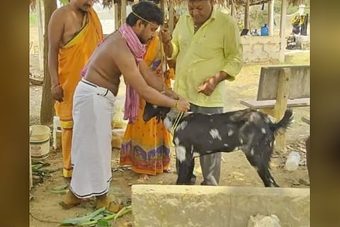 goat wedding