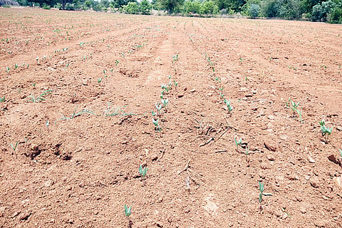 310522 Hanumasagara Crop Drying