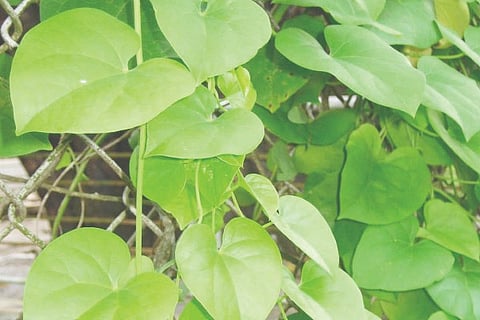 Amruthaballi
