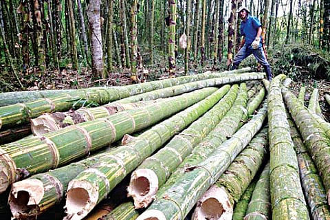 Bamboo