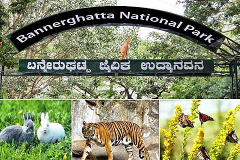 Bannerughatta Zoo