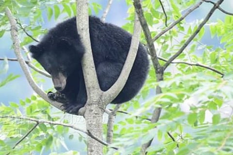 Bear